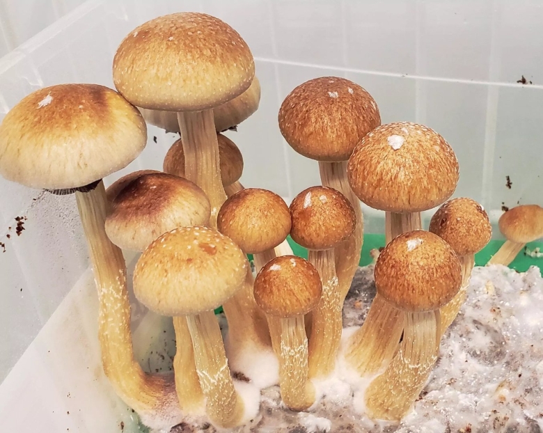 Грибы псилоцибе кубенсис