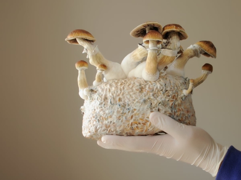 Золотой учитель грибы