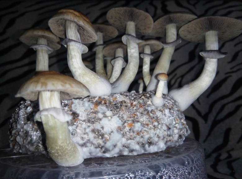 Кубенсис Pink Buffalo