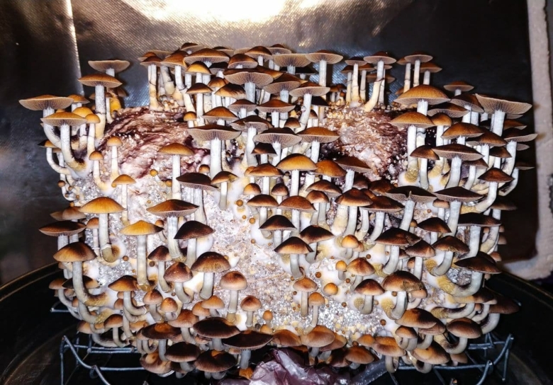 Кубенсис мексикана