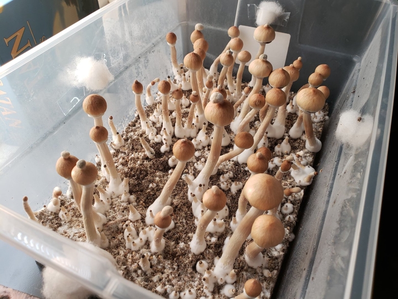 Псилоцибе кубенсис