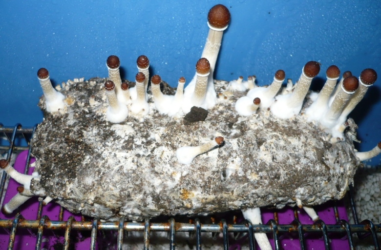 Psilocybe cubensis