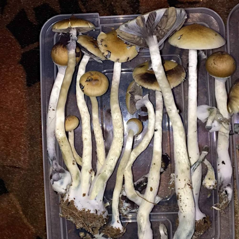 Псилоцибе кубенсис сушеные