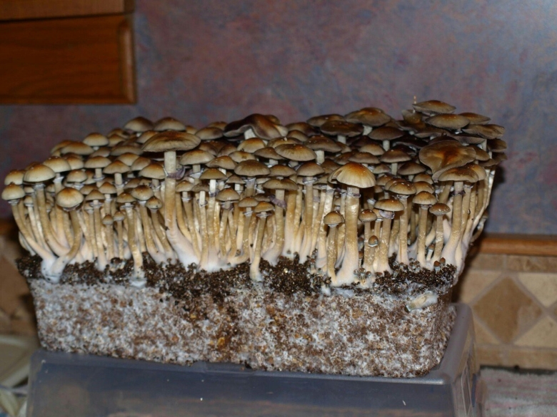 Psilocybe panaeolus