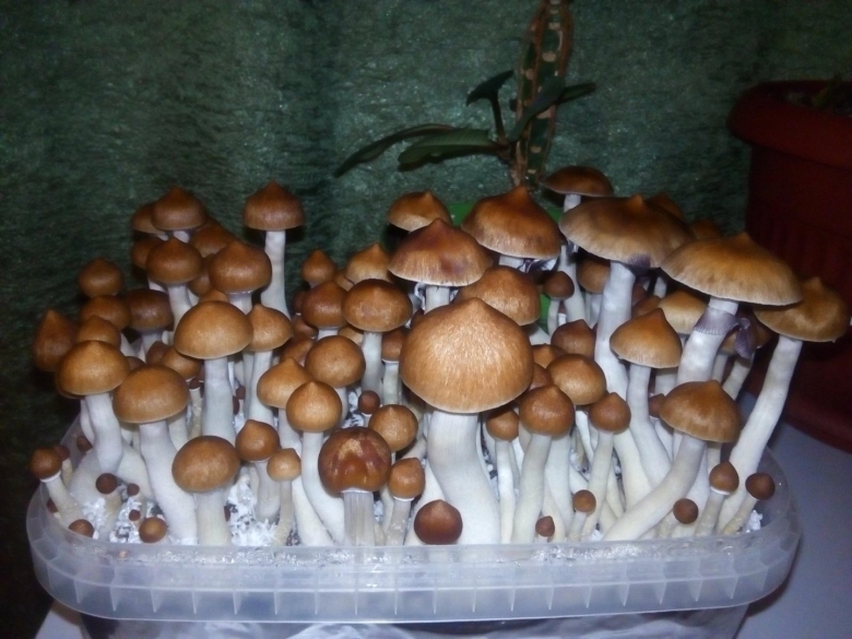 Psilocybe Cubensis Pink Buffalo