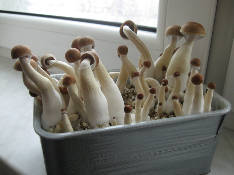 Грибы псилоцибы кубенсисы