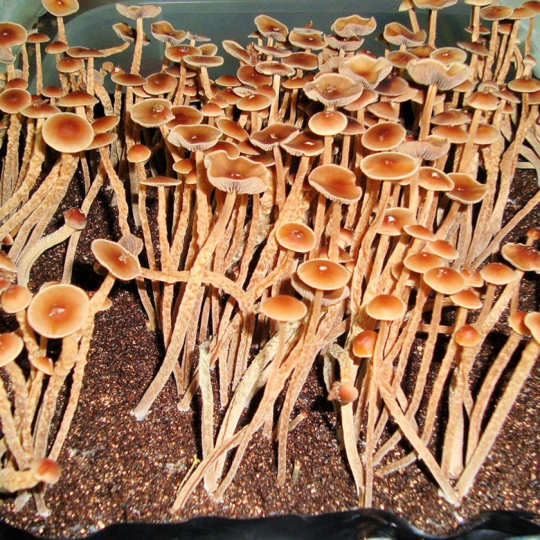 Galindoi Psilocybe