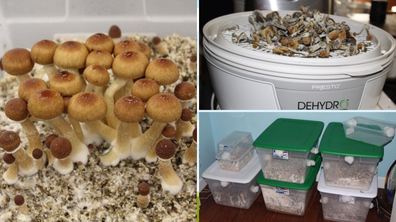 Псилоцибе кубенсис