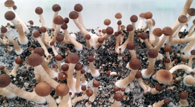 Psilocybe Cubensis Mexican