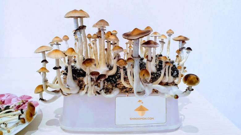 Кубенсис МАККЕННА