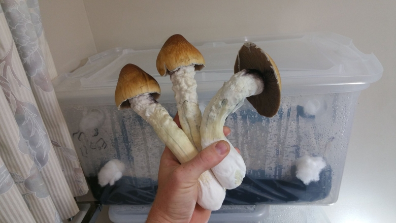 Грибы монотуб