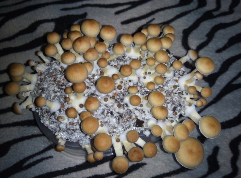 Golden teacher мицелий