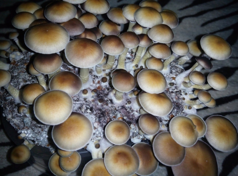 Psilocybe Cubensis Pink Buffalo