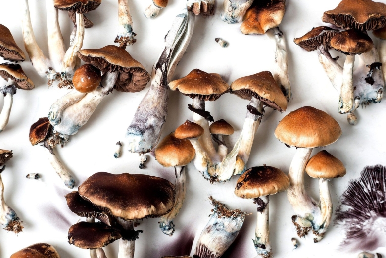 Кубенсис альбино