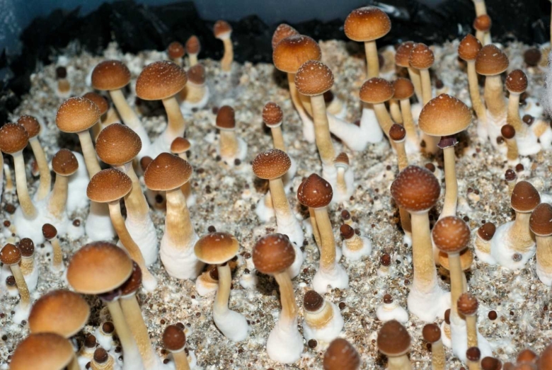 Кубенсис МАККЕННА