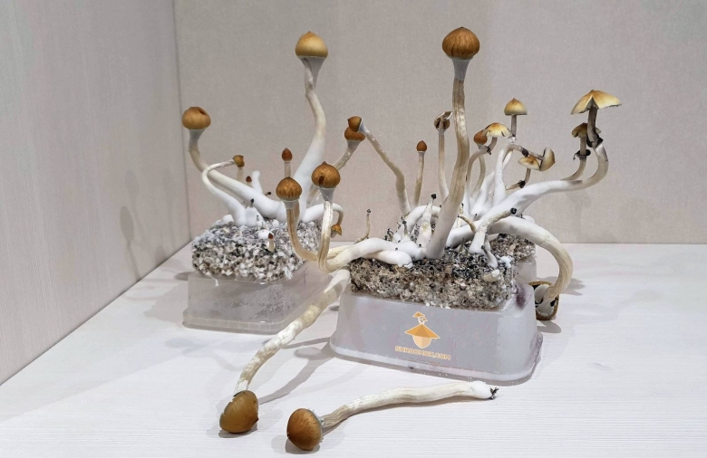 Псилоцибе кубенсис