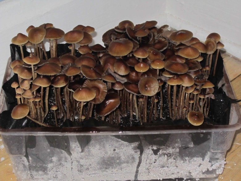 Псилоцибе кубенсис