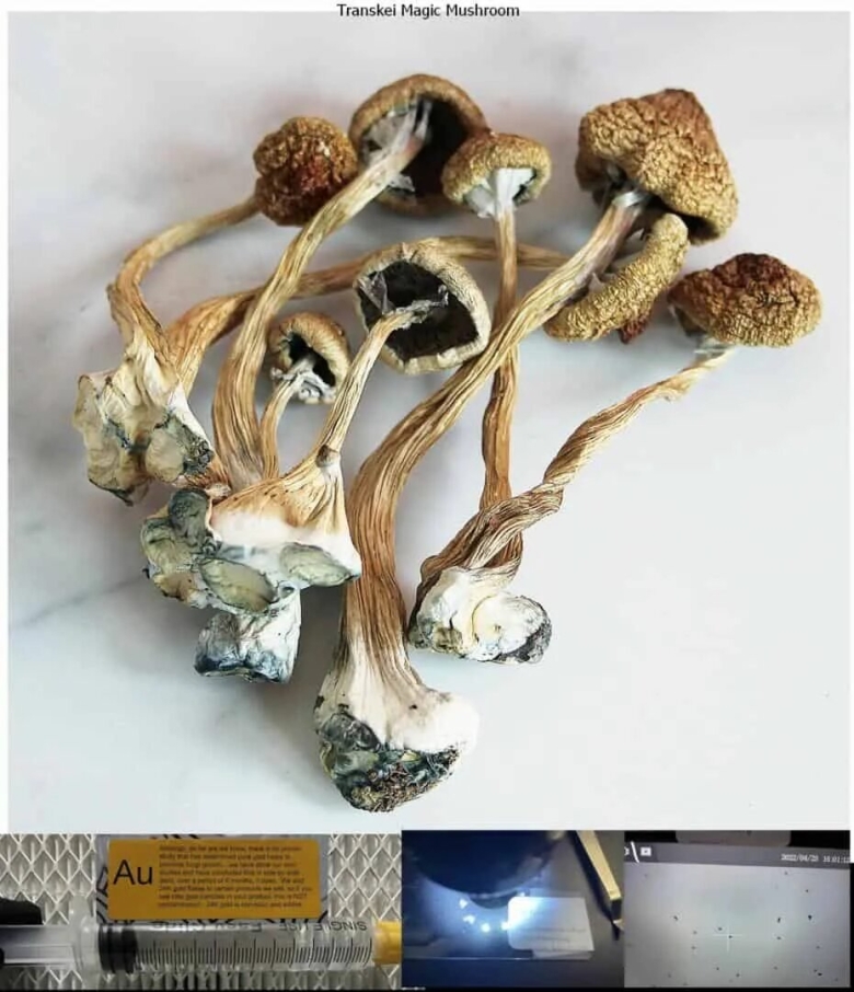 Псилоцибиновые грибы голден тичер