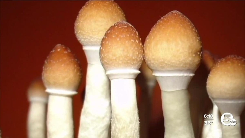 Кубенсис грибы