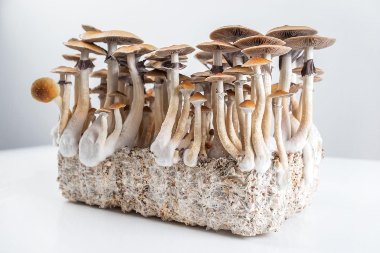 Tapalpa Cubensis