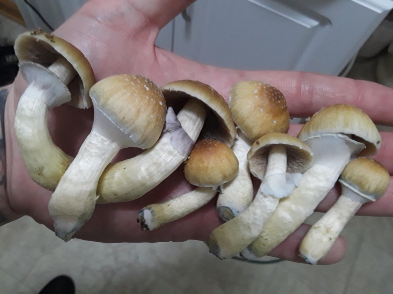 Psilocybe Cubensis грибы