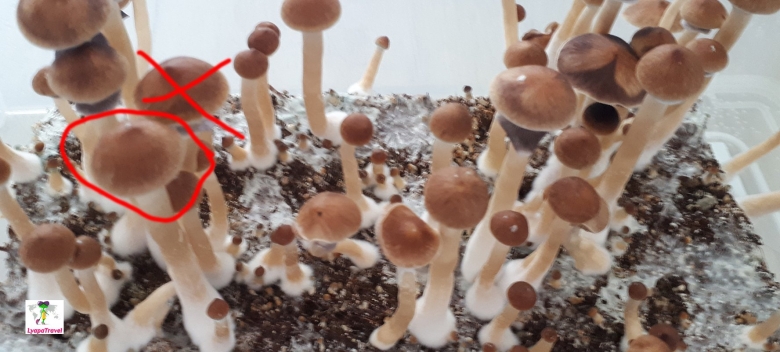 Псилоцибин кубенсис Голден Тичер трип