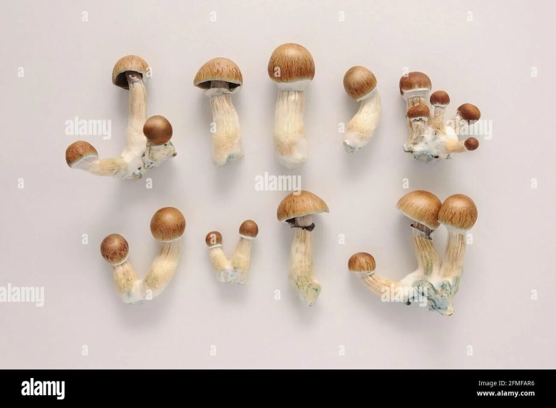 Псилоцибиновые грибы Голден Тичер