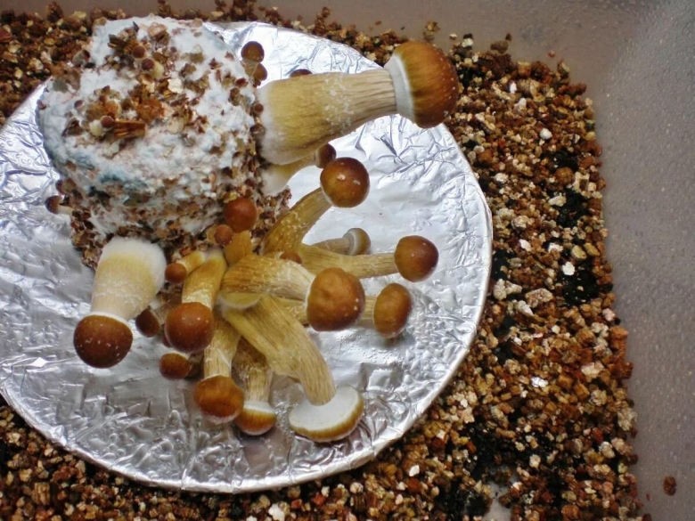 Кубенсис грибы