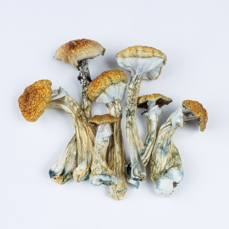 Psilocybe tampanensis