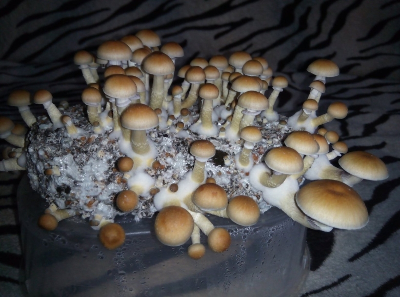 Кубенсис Pink Buffalo