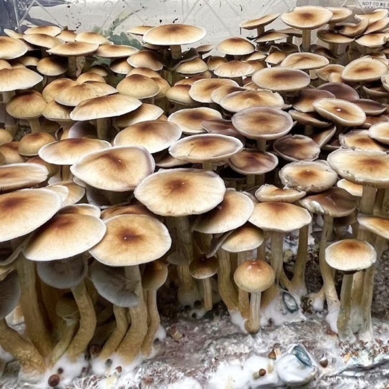 Псилоцибиновые грибы