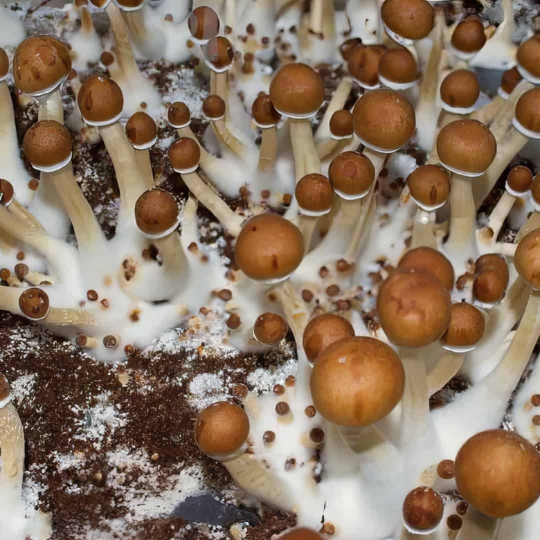 Psilocybe azurescens