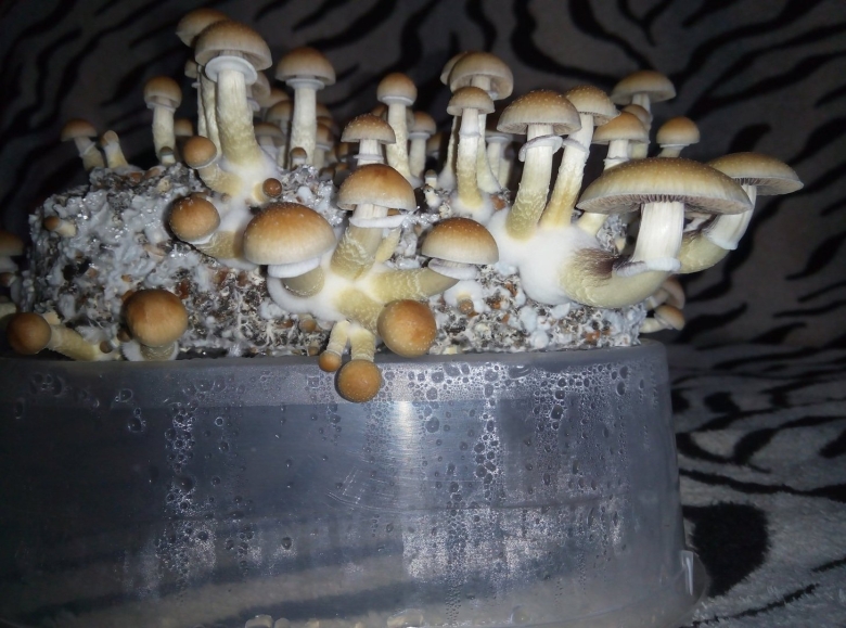 Psilocybe Cubensis Pink Buffalo