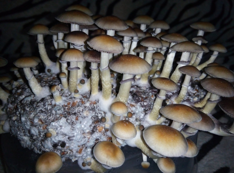 Psilocybe Cubensis Pink Buffalo