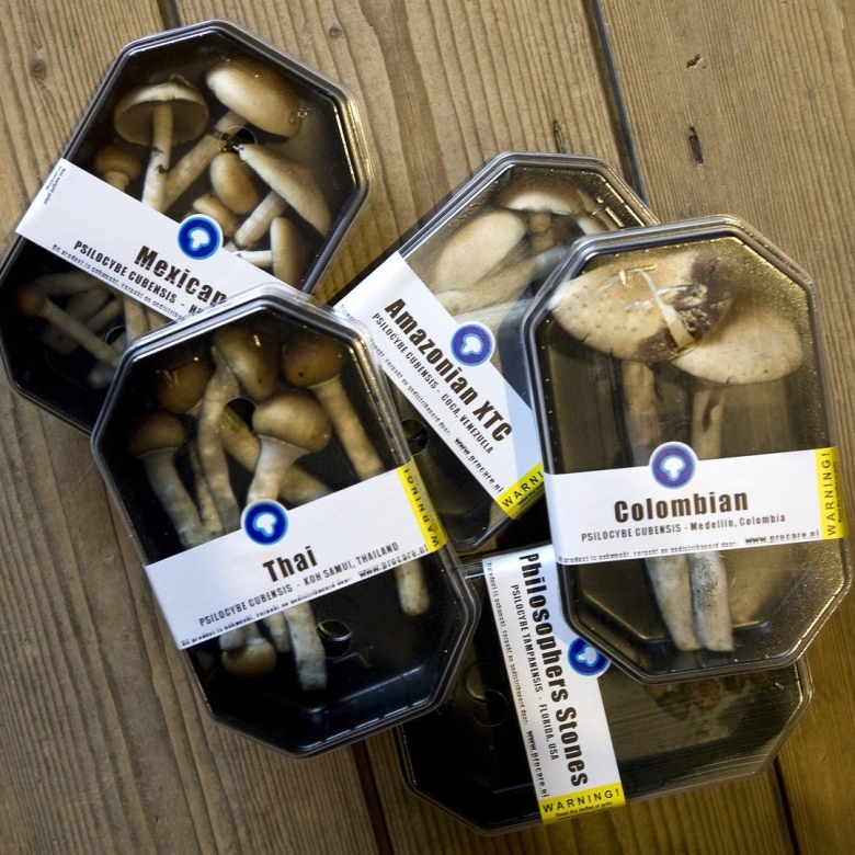 Magic Mushrooms what to expect