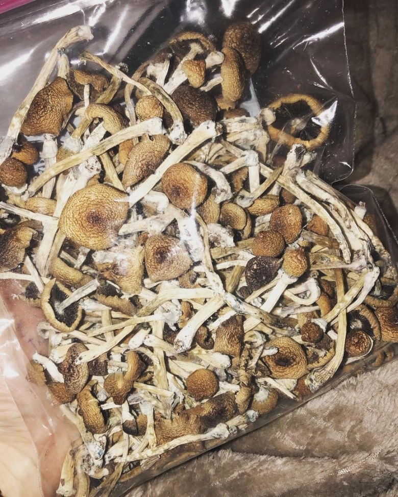 Псилоцибиновые грибы Golden teacher