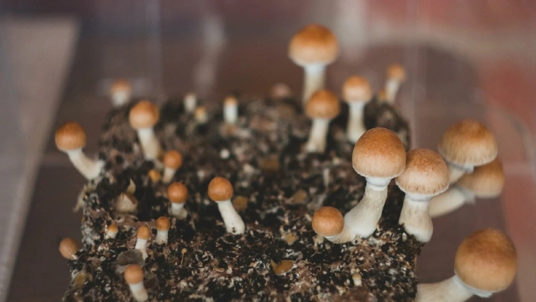 Psilocybe Cubensis Mexican