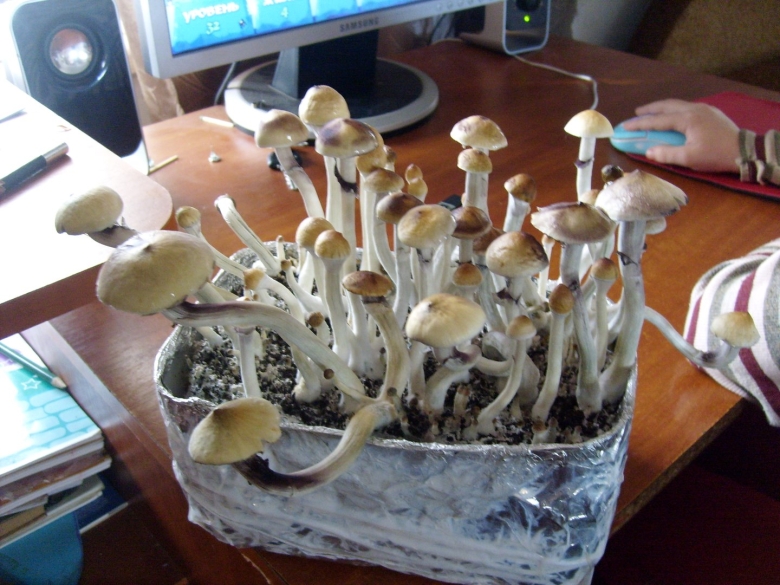 Псилоцибе кубенсис