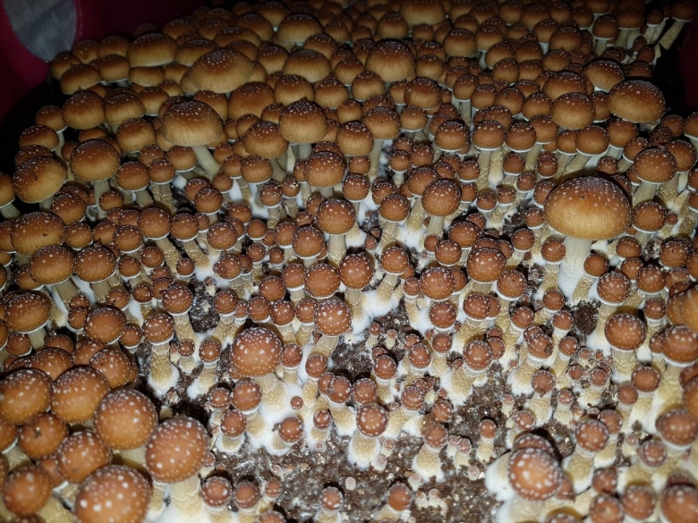 Psilocybe Cubensis Orissa