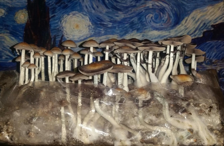 Псилоцибе наталенсис