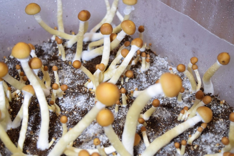 Кубенсис мексикана грибы