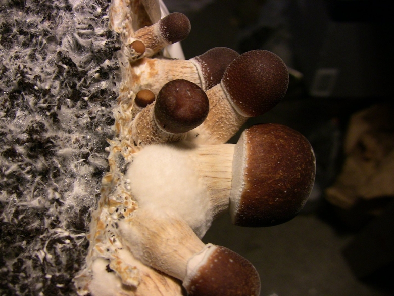 Сенная сосиска кубенсис