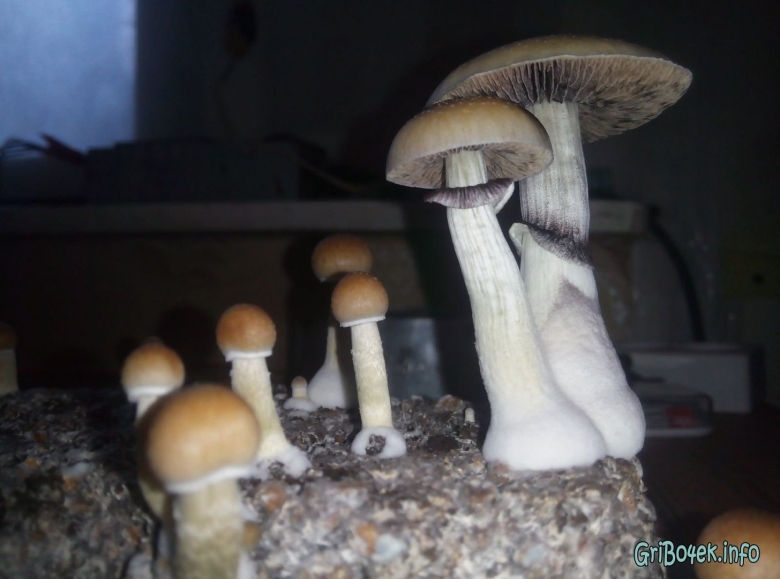 Pink Buffalo грибы