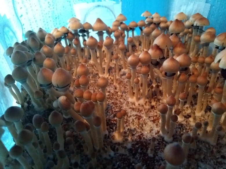 Кубенсис Орисса