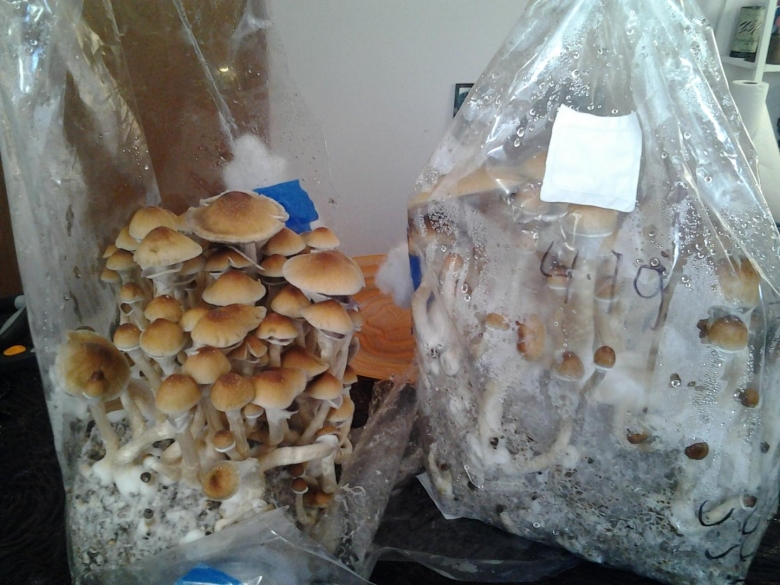 Примордии Cubensis