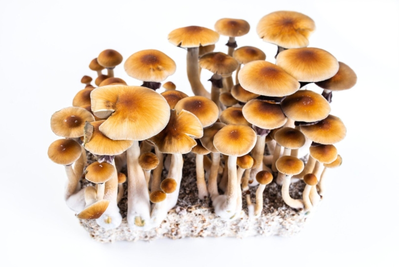 Psilocybe cubensis