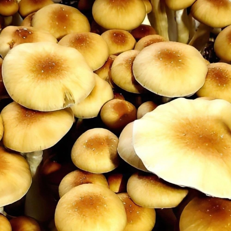 Кубенсис z стрейн