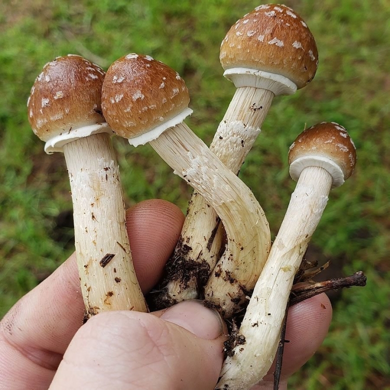 Psilocybe cubensis