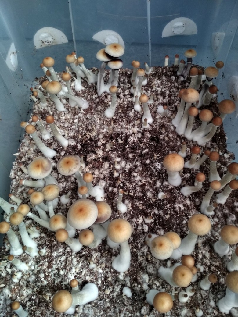 Кубенсис грибы