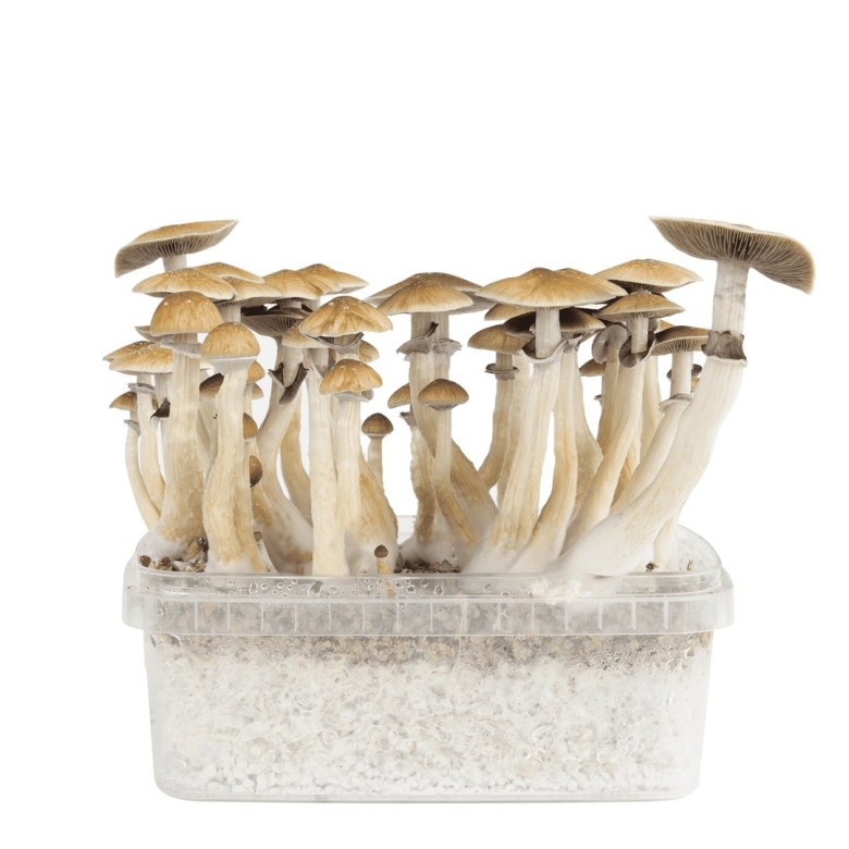 Magic Mushrooms Canada Kit